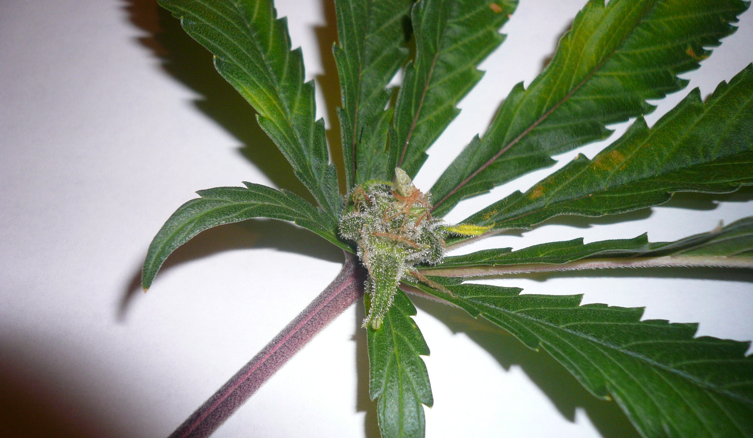 Amateur marijuana growing