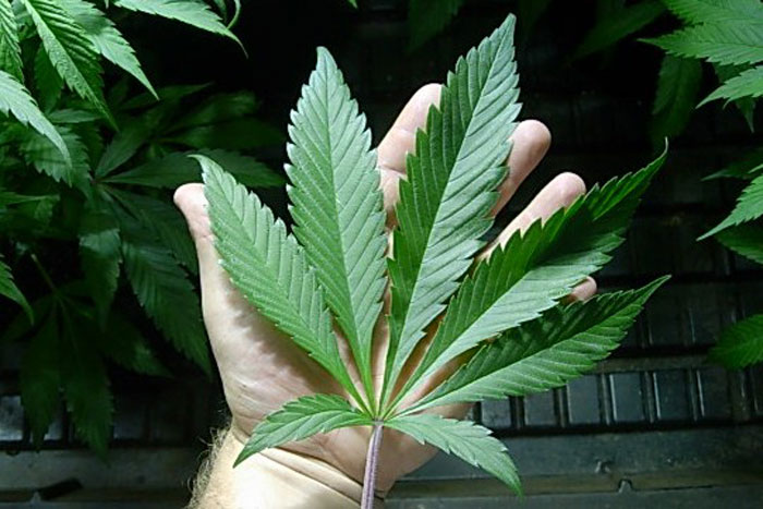 Removing-Cannabis-Leaves-to-Maximize-Lig