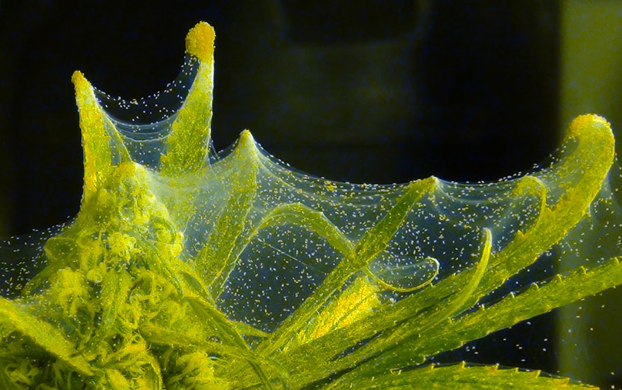 Spider Mites