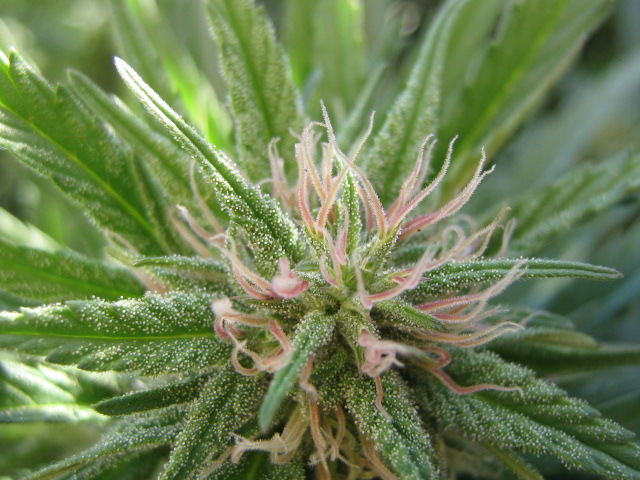 Marijuana Seeds California