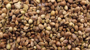 Marijuana Seed Storage Tips