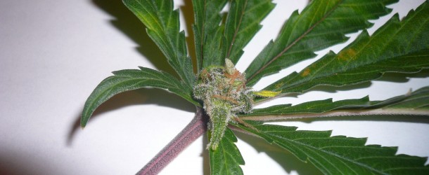 Is She the One? Growing Mystery Marijuana Seeds