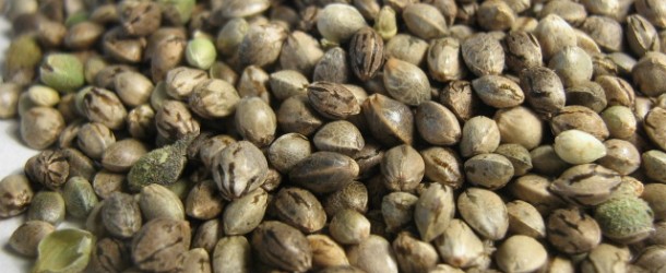 Scuffing Marijuana Seeds