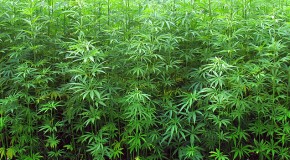 Understanding Cannabis Landraces