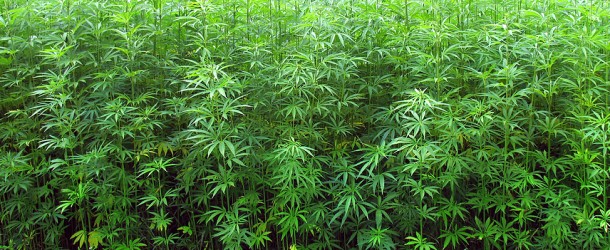 Understanding Cannabis Landraces