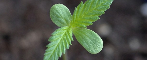 How to Germinate Marijuana Seeds