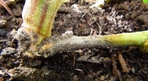 Preventing and Treating Bud Rot – Botrytis