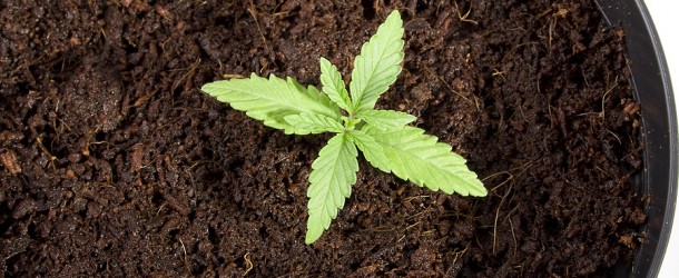 Soils for Growing Marijuana Seedlings