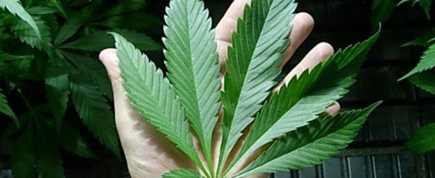 Removing Cannabis Leaves to Maximize Light