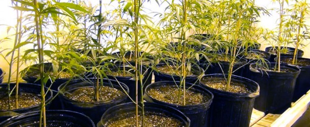 Pruning Marijuana: Sluggerâ€™s Grow Room