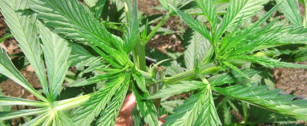 7 Problems with Tall Marijuana Plants
