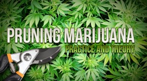 Pruning Marijuana Plants: Practice and Theory