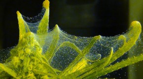 Spider Mite Control in Marijuana Gardens