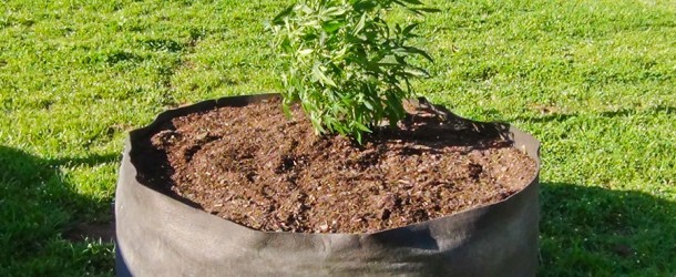 Smart Pots: A Smart way to Grow