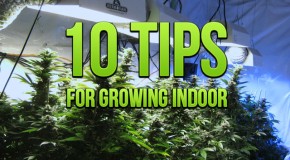 10 Tips For Growing Indoor