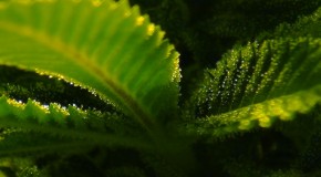 Decarboxylating Cannabis: Turning THCA into THC