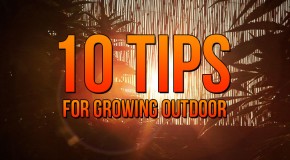 10 Tips for Growing Outdoor