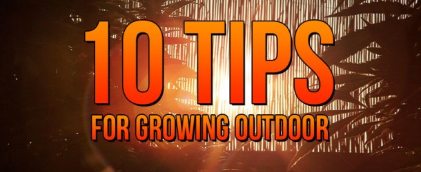 10 Tips for Growing Outdoor