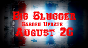 Monster Plants: Big Sluggers 2012 Outdoor Update