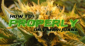How to Properly Dry Marijuana