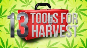 13 Harvest Tools Youâ€™ll Feel Lucky to Have