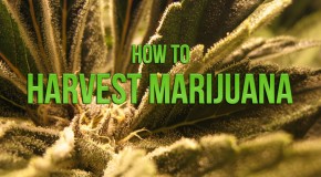How To Harvest Marijuana