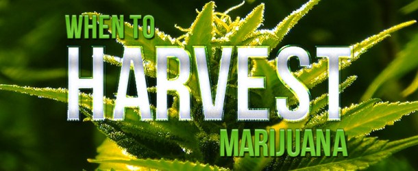 When To Harvest Marijuana