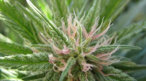 When To Begin Flowering Indoor Cannabis Plants