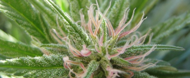 When To Begin Flowering Indoor Cannabis Plants