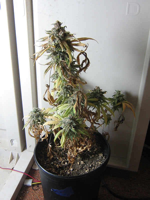 Marijuana Growers HQ 100-grow-cabinet-plant - Marijuana Growers HQ