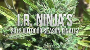 IR Ninja’s 2012 Outdoor Grow