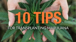 10 Tips for Transplanting Marijuana