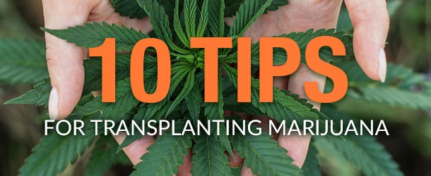 10 Tips for Transplanting Marijuana