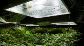 Pounds Per Light – Calculating Grow Room Yield