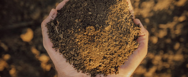 Best Soil Mix For Cannabis Seeds and Starts