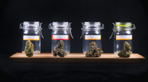 THC or THCA? – Why You Don’t Have To Choose