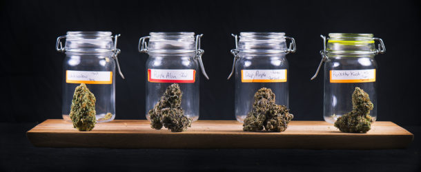 THC or THCA? – Why You Don’t Have To Choose