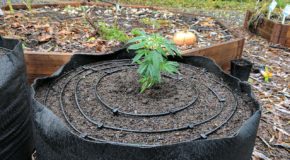 Drip Irrigation Kits for Cannabis Gardens