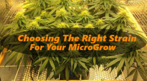 6 Considerations – Choosing a Strain For an Indoor Micro Grow