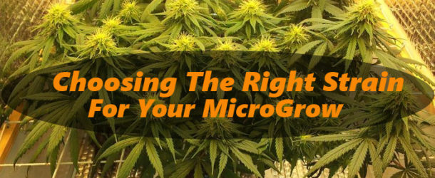 6 Considerations – Choosing a Strain For an Indoor Micro Grow
